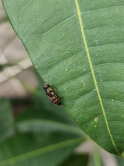 Syritta pipiens