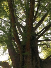Taxodium