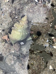 Struthiolaria papulosa