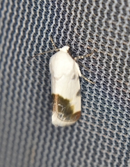 Acontia