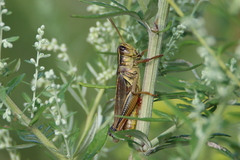 Melanoplus bivittatus
