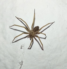 Loxosceles reclusa