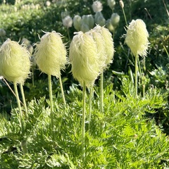 Pulsatilla occidentalis