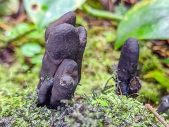 Xylaria polymorpha
