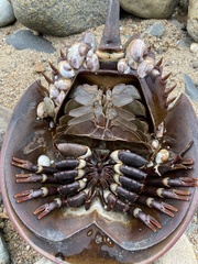 Limulus polyphemus