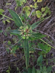 Euphorbia
