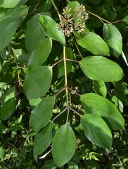 Cornus amomum