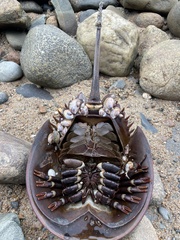 Limulus polyphemus