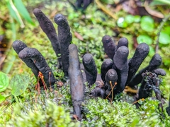Xylaria polymorpha