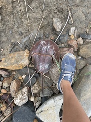 Limulus polyphemus