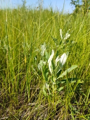 Cirsium arvense vestitum