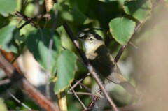 Acrocephalus agricola