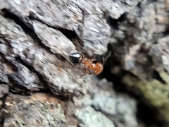 Crematogaster laeviuscula