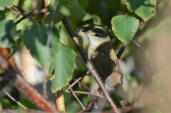 Acrocephalus agricola