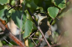 Acrocephalus agricola