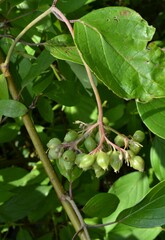 Cornus amomum