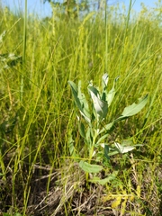 Cirsium arvense vestitum