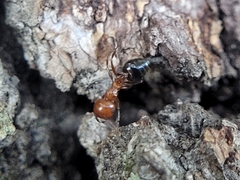 Crematogaster laeviuscula