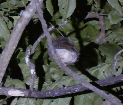 Rinjani Scops Owl (Otus jolandae), photo 10