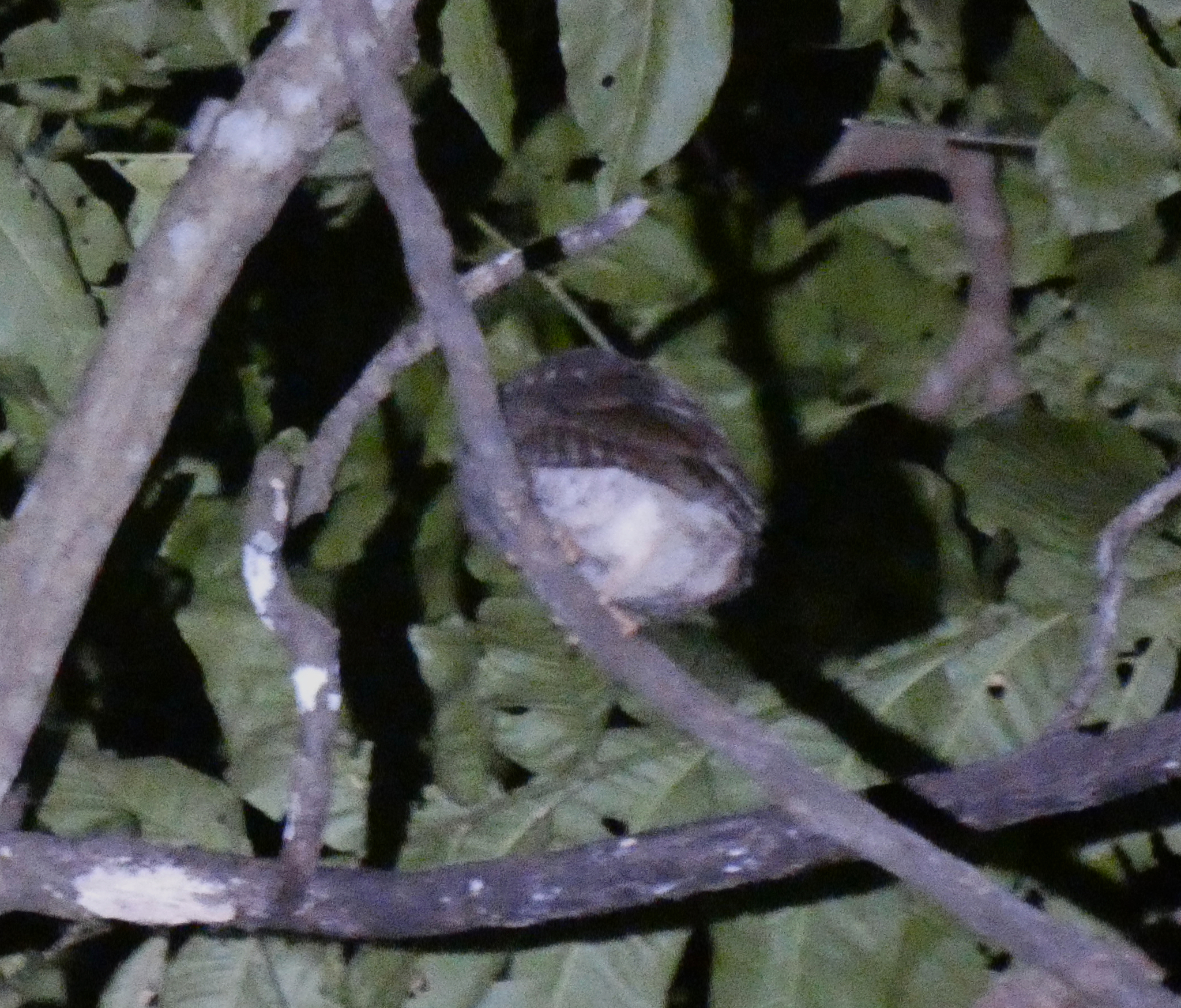 Rinjani Scops Owl (Otus jolandae), photo 5