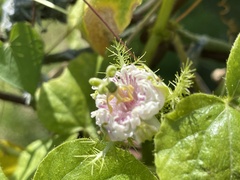 Passiflora vesicaria