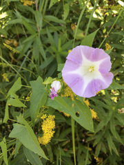 Calystegia sepium