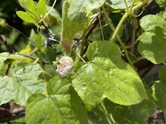 Passiflora vesicaria