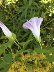 Calystegia sepium