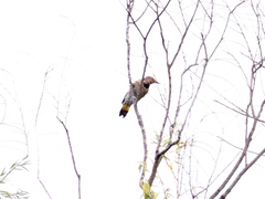 Colaptes auratus luteus