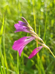 Gladiolus tenuis