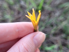Zephyranthes tubispatha