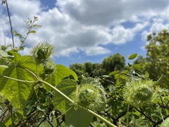 Passiflora vesicaria