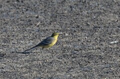 Motacilla citreola