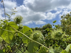 Passiflora vesicaria