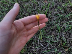 Zephyranthes tubispatha