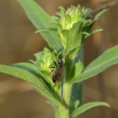 Stygnocoris rusticus
