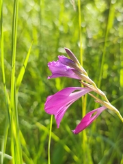 Gladiolus tenuis