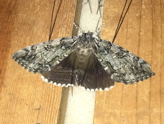 Catocala lacrymosa