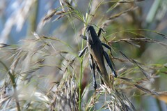 Locusta migratoria