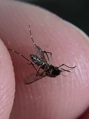 Aedes taeniorhynchus