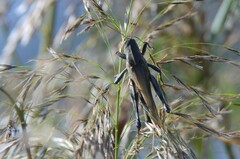 Locusta migratoria