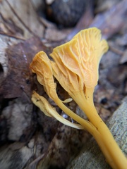 Craterellus ignicolor