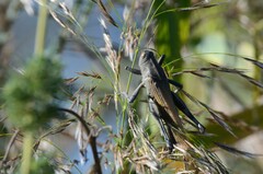 Locusta migratoria