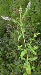 Mentha spicata