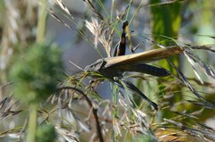 Locusta migratoria