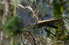 Locusta migratoria