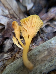 Craterellus ignicolor