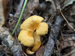 Craterellus ignicolor