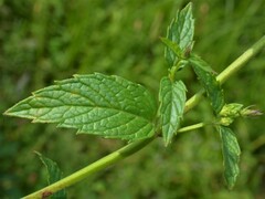 Mentha spicata