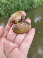 Potamilus fragilis